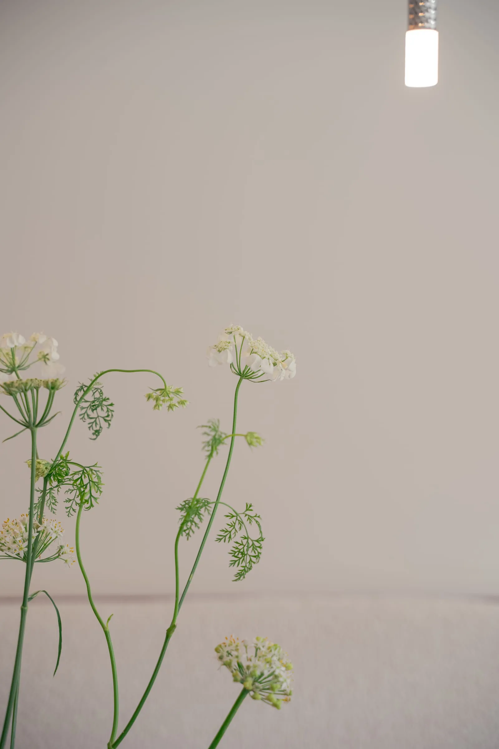 Fleurs des champs et suspension filaire contre le mur blanc, Maison V1